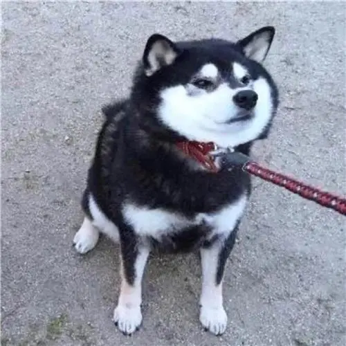 不同颜色的柴犬有什么特点呢 哔哩哔哩