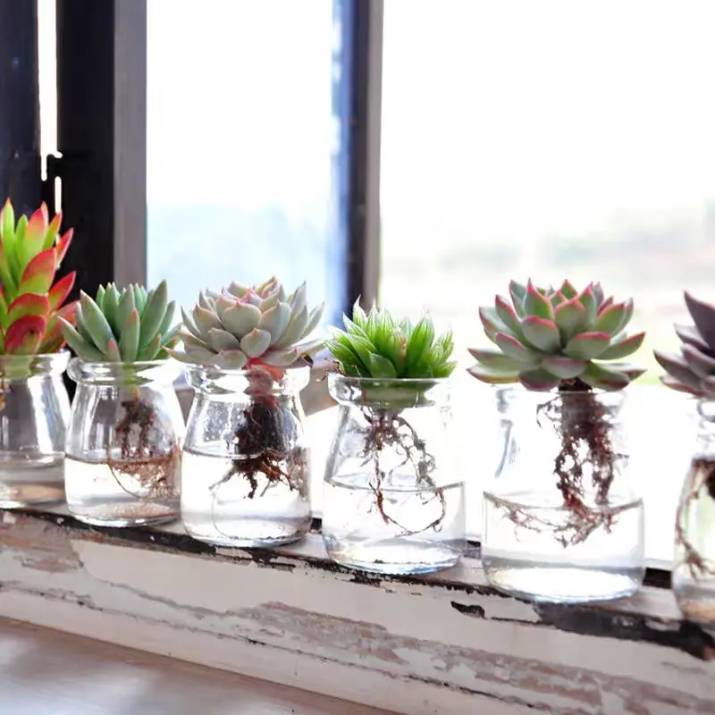 这些多肉可以水培 小帅为你分享多肉水培的方法 哔哩哔哩