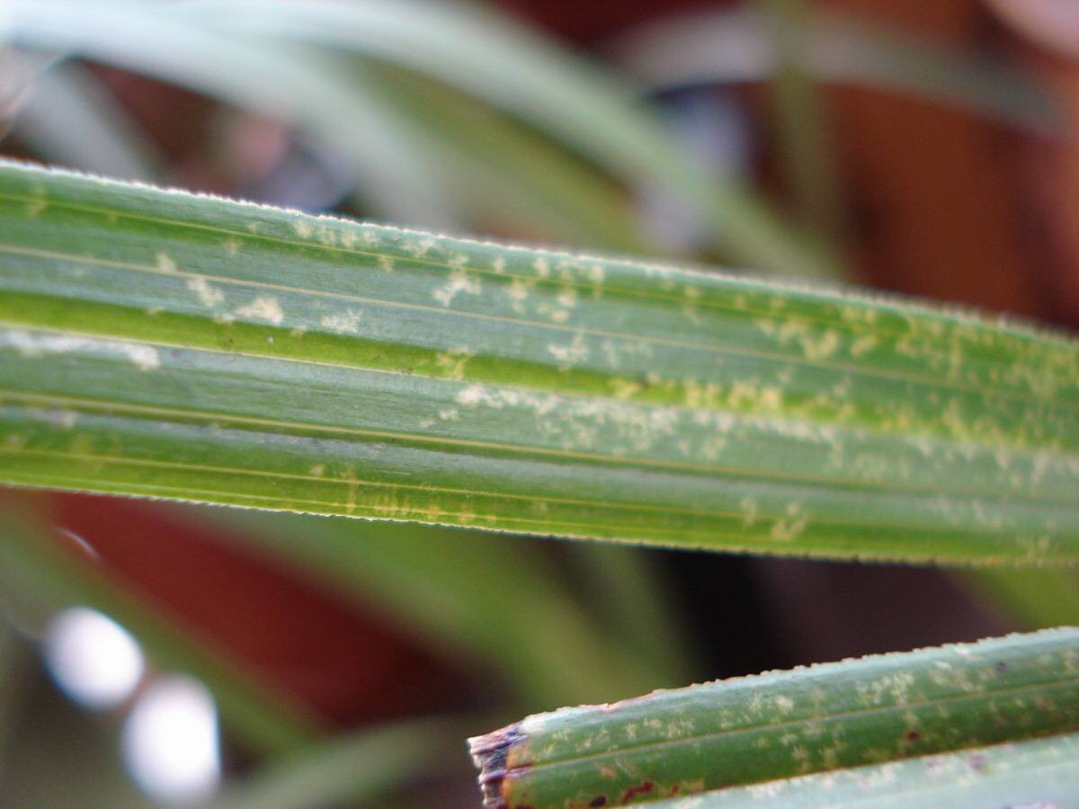 论蓟马和兰花的关系