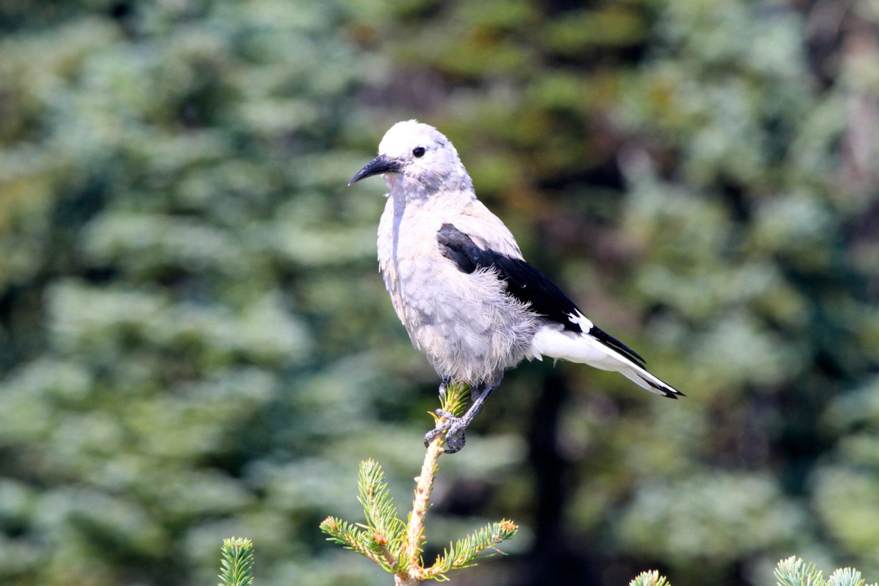 北美星鸦 主要分布在北美 是最出名的聪明鸦之一