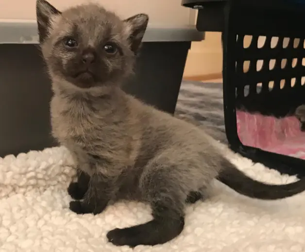 4只小灰猫被女子捡到 养了一个月后毛色变黑 猫妈妈却再回流浪 哔哩哔哩