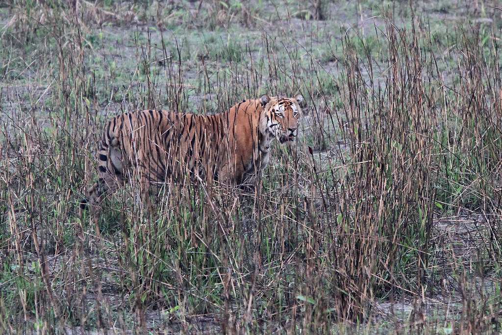 卡齐兰加的老虎图集领略下全世界最大的野生大猫种群上