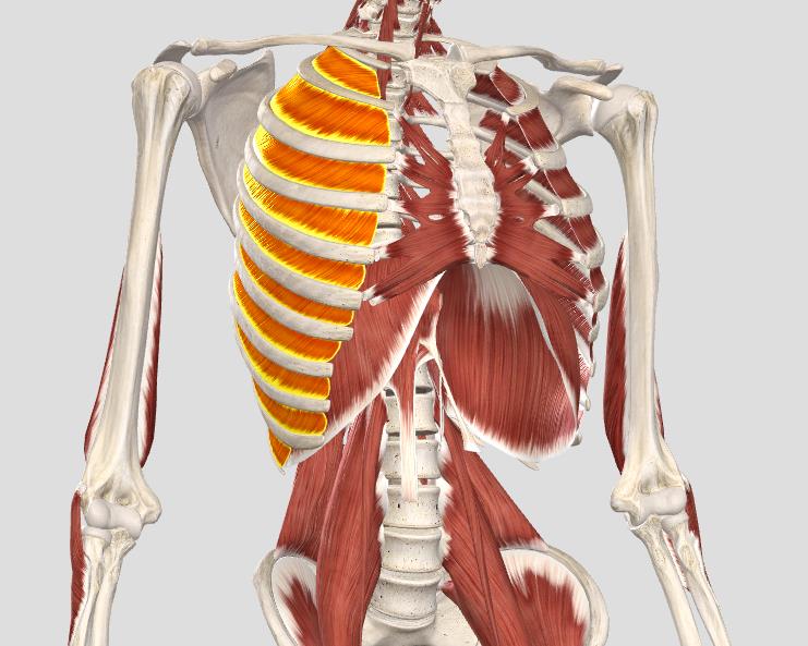 肋间肌的简单模型图图片