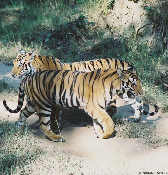就在孔达威震四方的时候,不幸的事情发生了,如日中天的孔达遭遇偷猎者