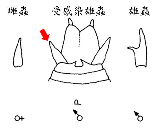 铁线虫简笔画图片