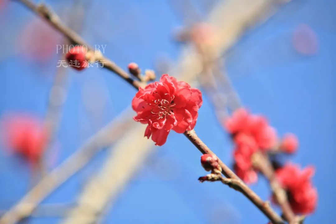 天上碧桃和露种,日边红杏倚云栽 芙蓉生在秋江上,不向东南怨未开.