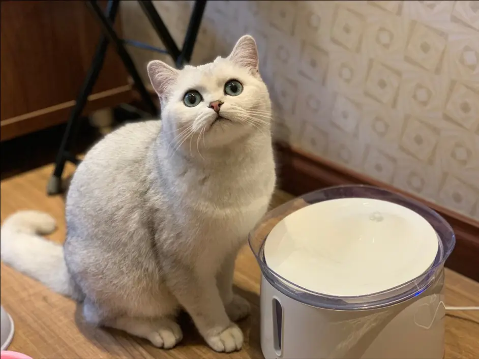 英短猫太瘦了怎么办 哔哩哔哩