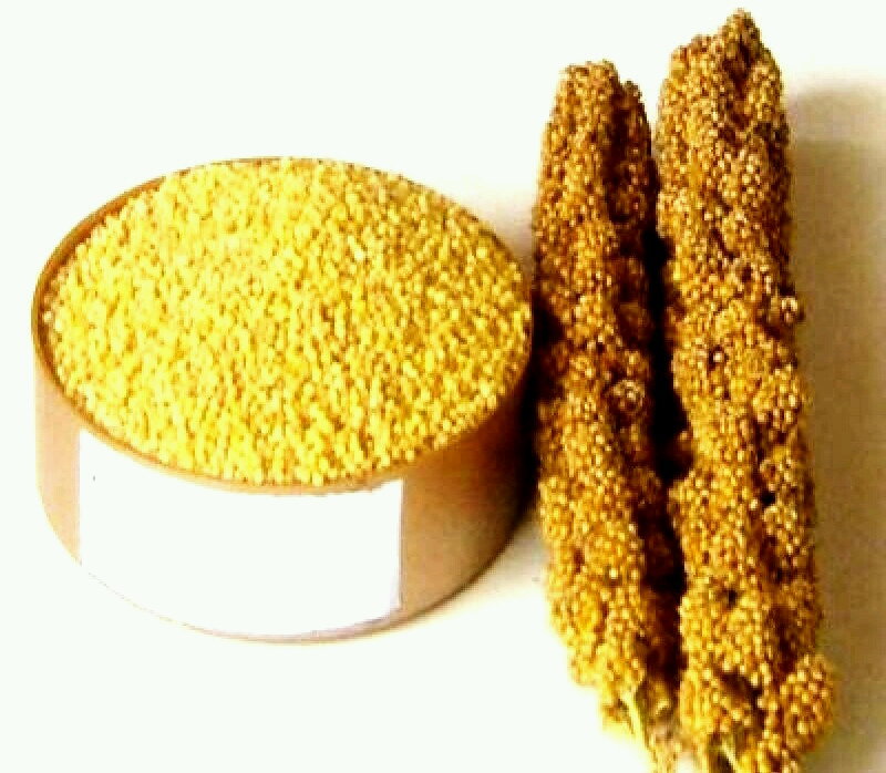 谷子地,今年又丰收了