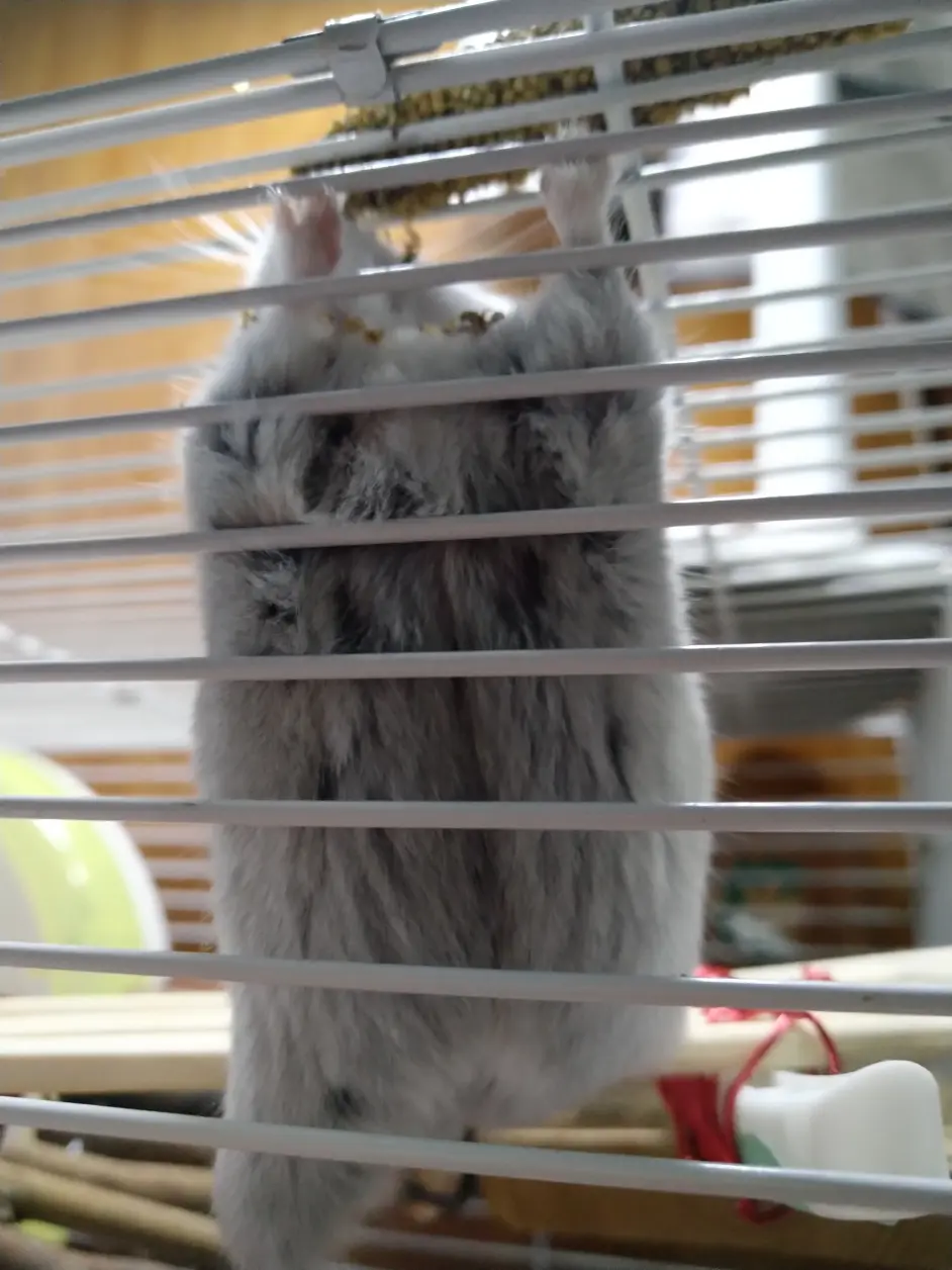 仓鼠繁殖禁忌,怀孕征兆及产后照料、注意事项- 哔哩哔哩