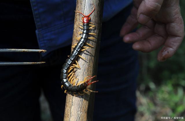 昭龙物语(散文诗三章)