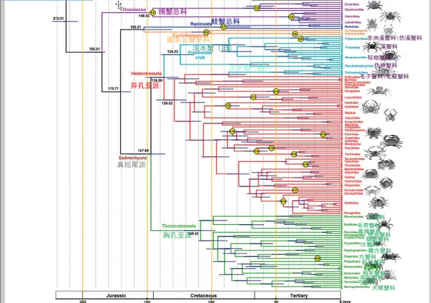 新种发布 地蟹科和方蟹高级单元近年新变化 哔哩哔哩