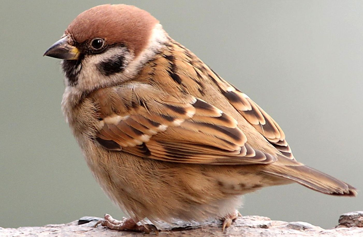 9月19日刊鸟中小强小麻啾