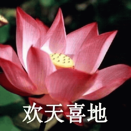 【蓮花團頭】沙雕表情包/佛系團頭/情頭/閨頭 - 嗶哩嗶哩