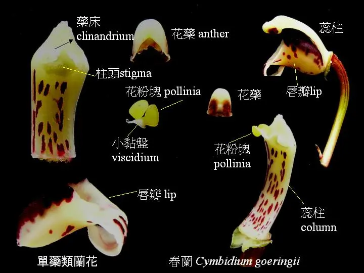 兰花花朵的基本结构 哔哩哔哩
