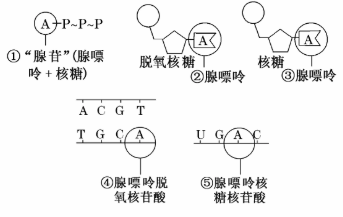 高中生物·ATP的结构和功能