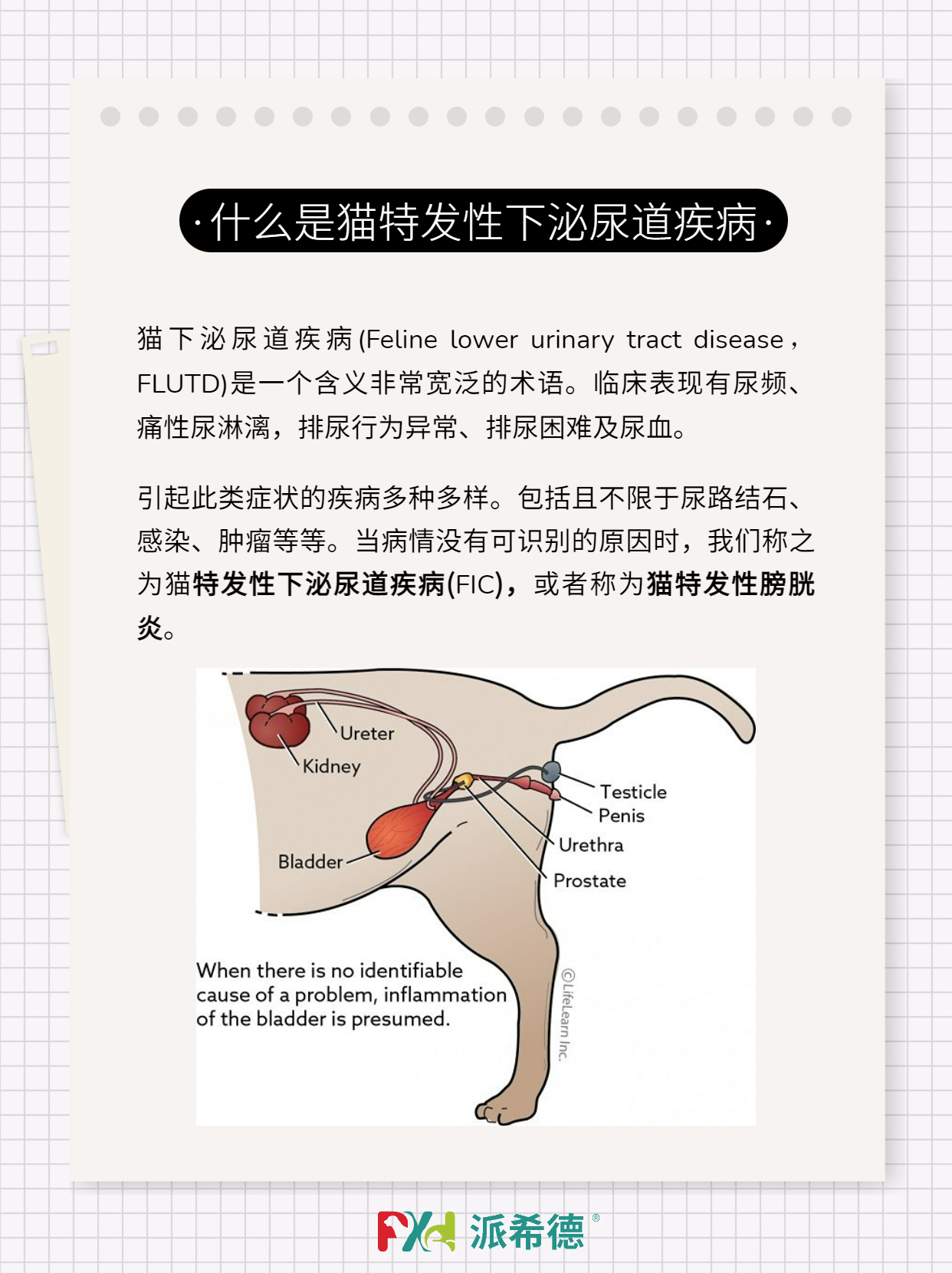 杭州美中宜和妇儿医院治疗尿道下裂及尿道下裂有哪几方面的异常_手术_阴茎_徐珊