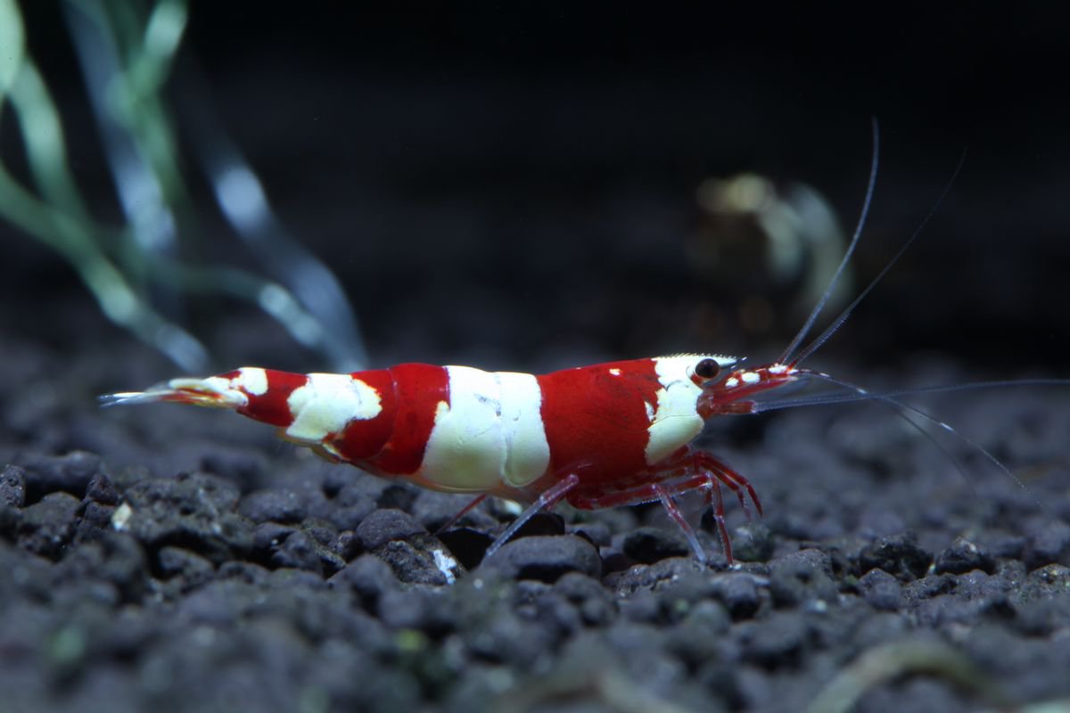 红白水晶虾等级的品鉴----花纹篇[干】