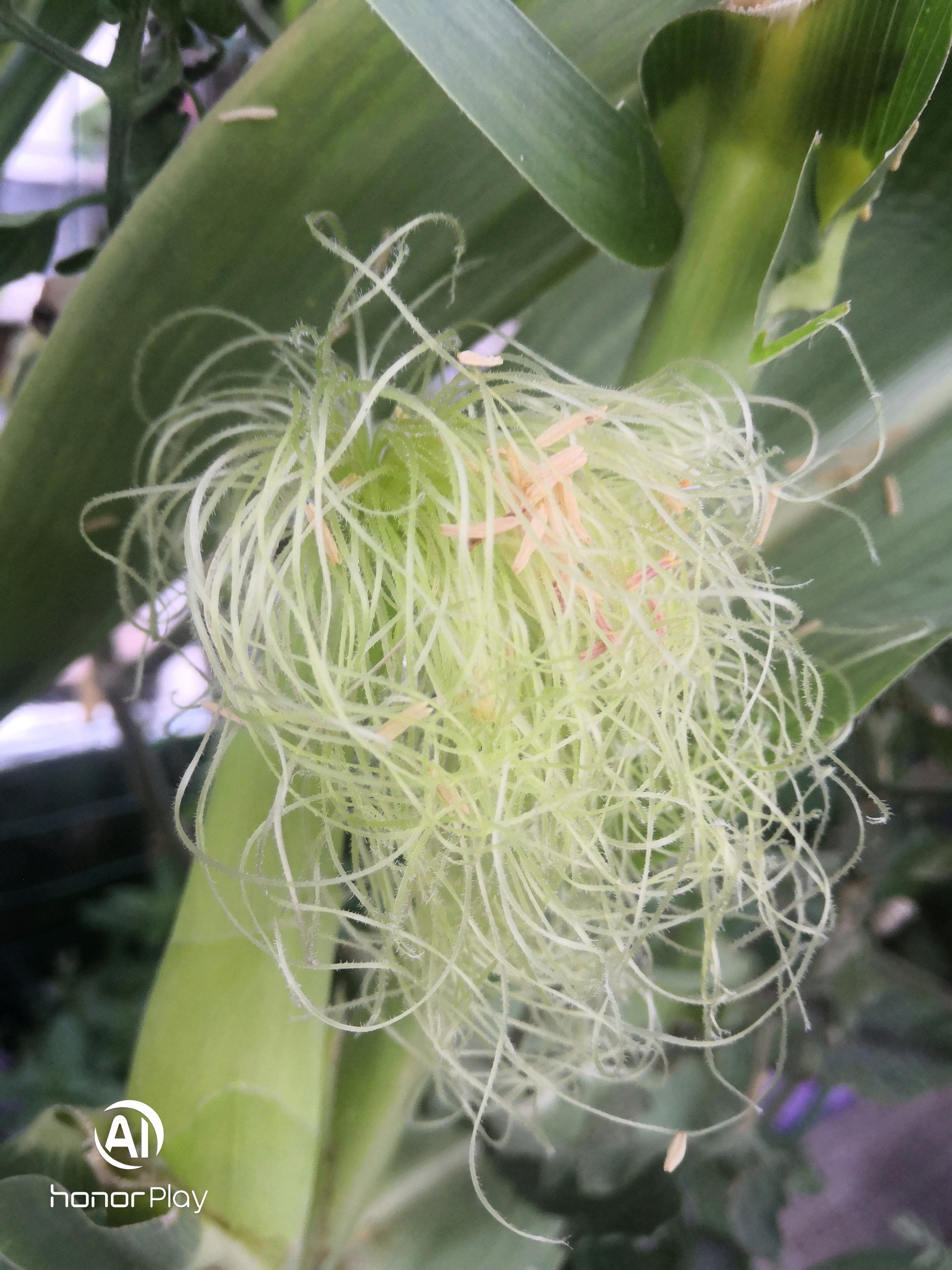 盆栽玉米人工授粉及其它注意事项小结