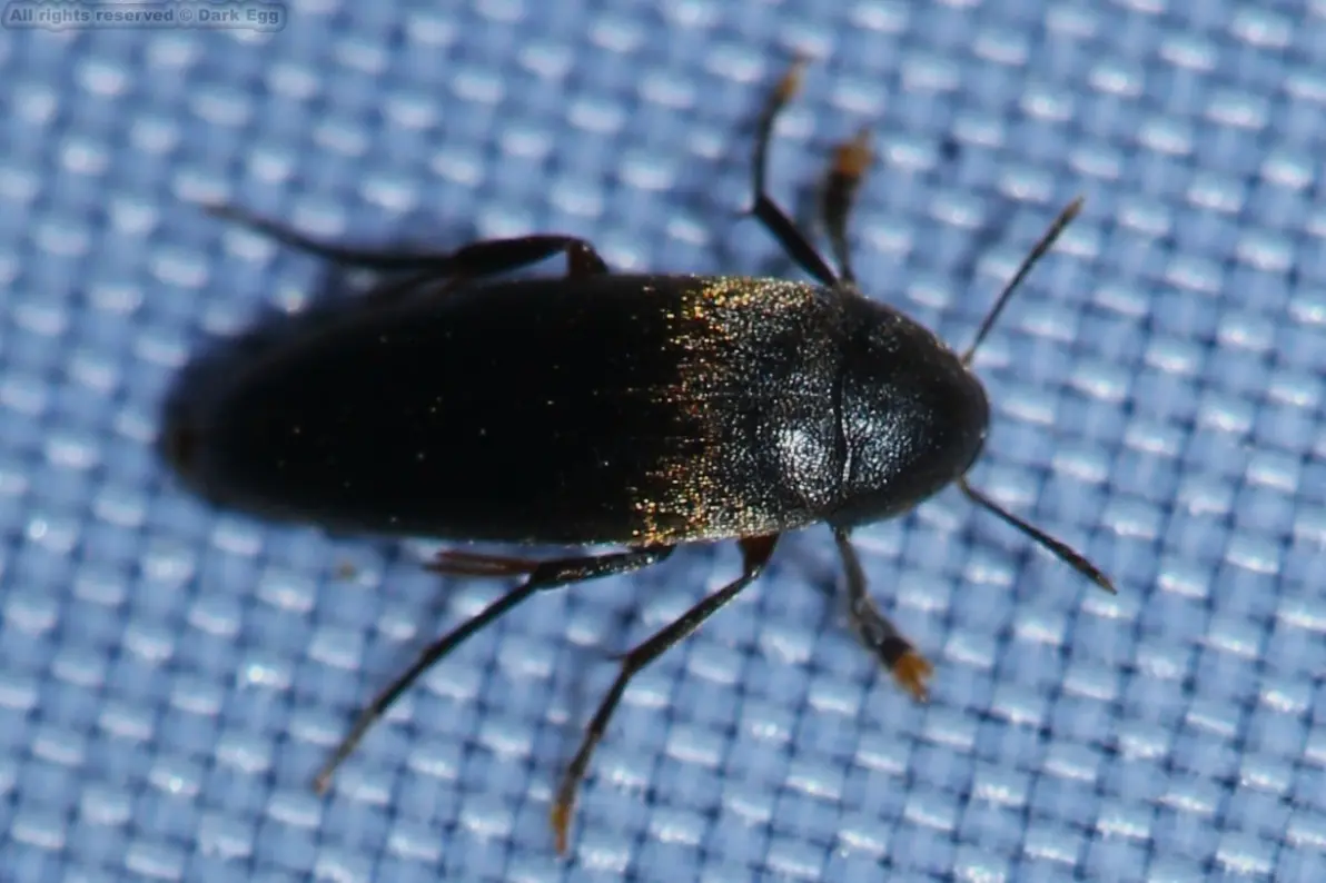 比氏象甲 curculio beverlyae黑色,有浓密的灰色毛被