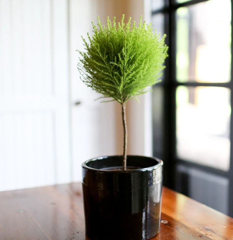 摸一下就有香味的香松,传言能驱蚊,养了后才发现易干枯,难呀!