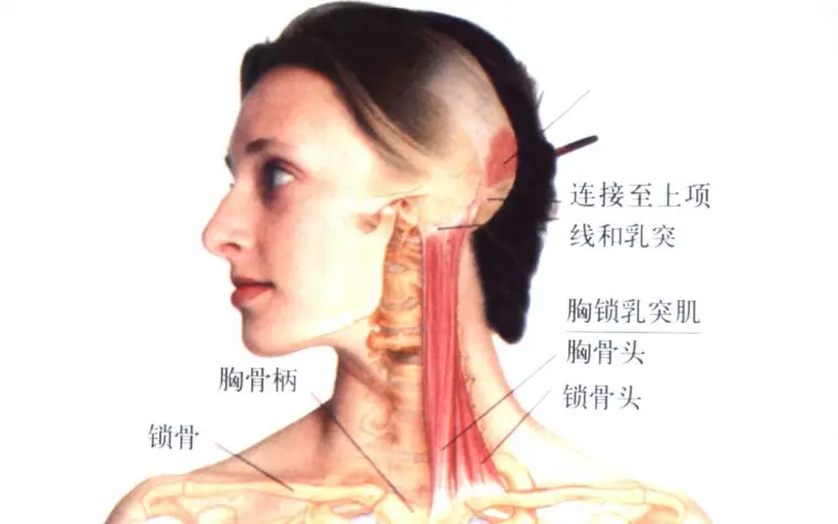 缓解颈椎 肩膀疼痛的方法之 胸锁乳突肌的问题和按摩方法 哔哩哔哩