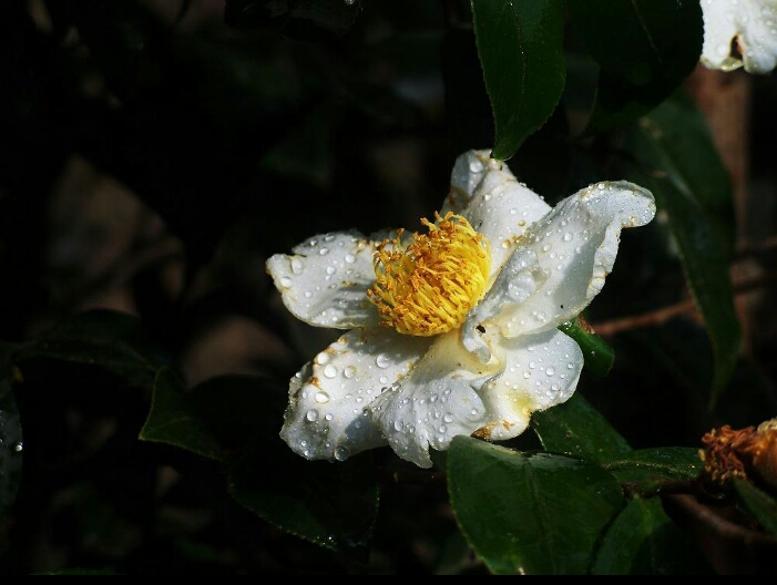 白山茶制作的小故事设计理念