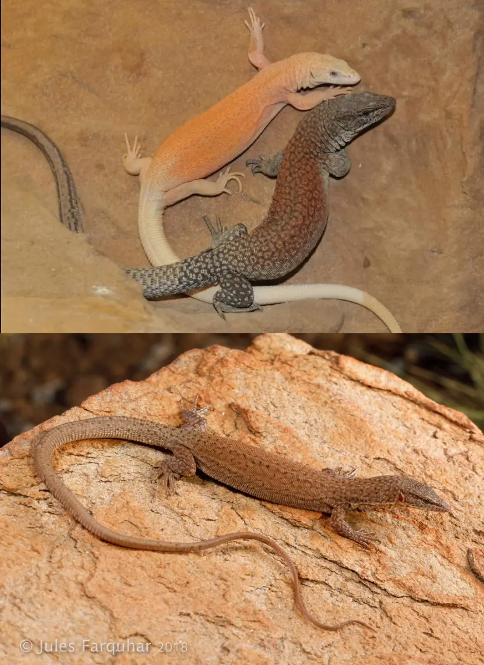 其它生物 巨蜥科 Varanidae 全科分类 所含物种及译名参考 含图鉴 哔哩哔哩