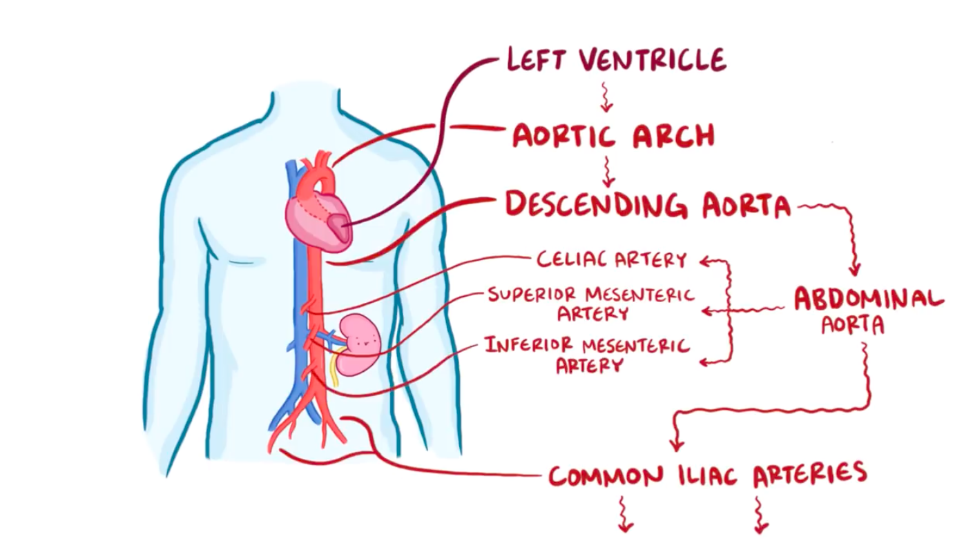 【Osmosis医学】肾胡桃夹综合征 Nutcracker Syndrome 哔哩哔哩