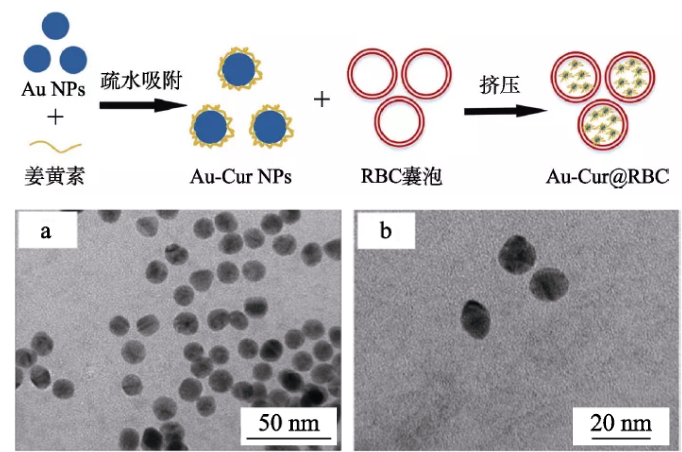 红细胞膜包裹fe3o4sio60plga纳米粒子细胞膜仿生