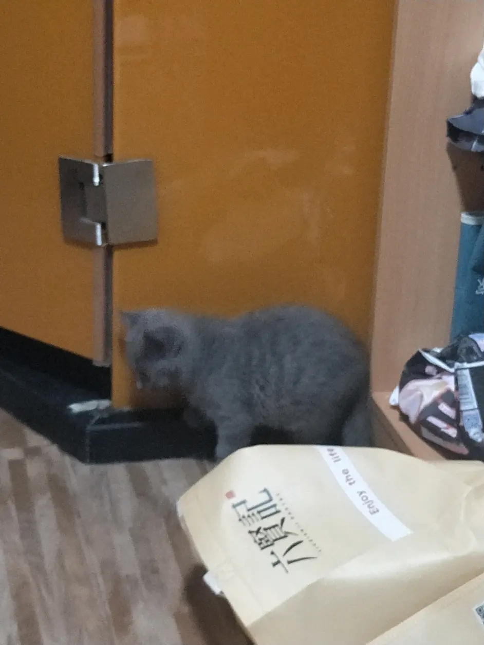 猫猫前几天还好好的，突然躺在床上不动，第二天住院了， - 哔哩哔哩