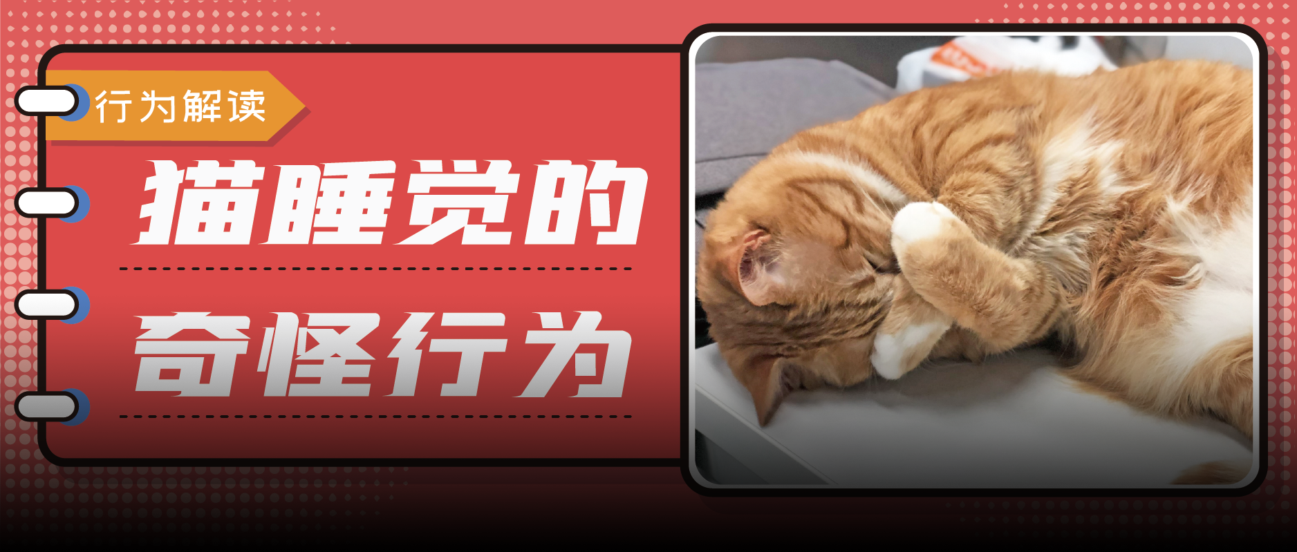 为啥猫咪睡觉前，爱原地转个圈？ 哔哩哔哩