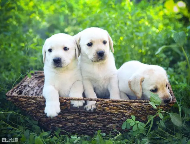 你每个月养狗狗要花费多少钱 超过全国平均水平了吗 哔哩哔哩