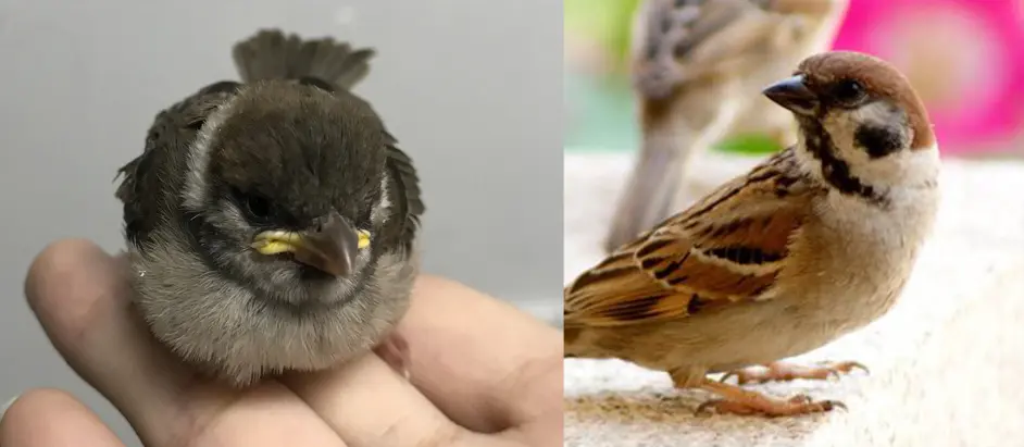 关于我捡到麻雀雏鸟的喂养 哔哩哔哩