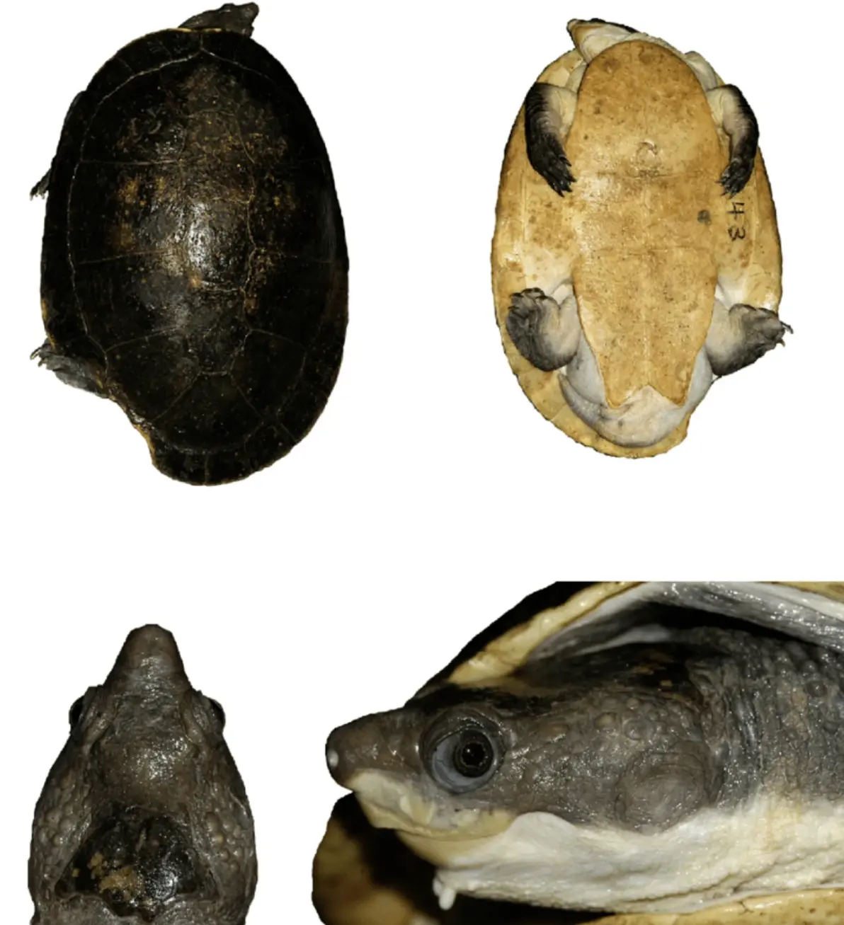 【布氏癞颈龟】