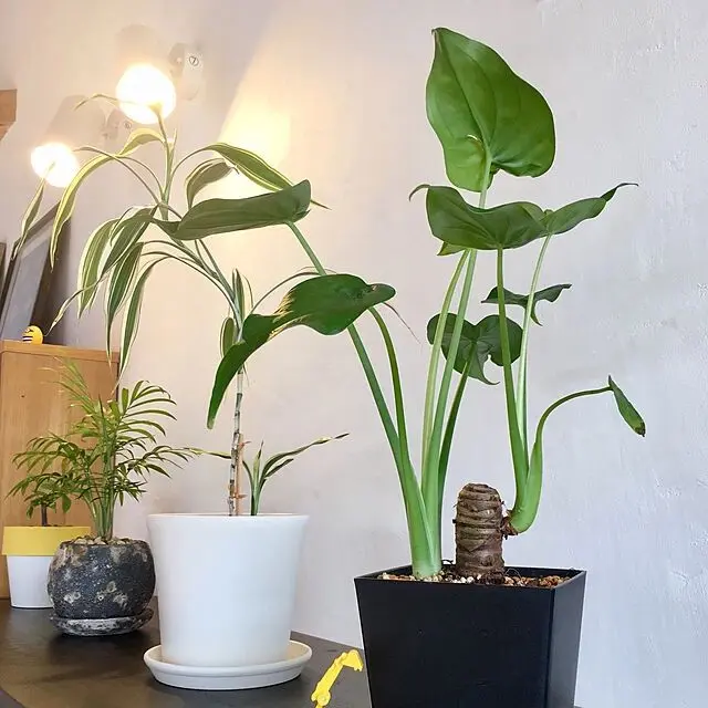 养护室内观叶植物时 你喜欢用什么花盆 你觉得哪一种最好看 哔哩哔哩