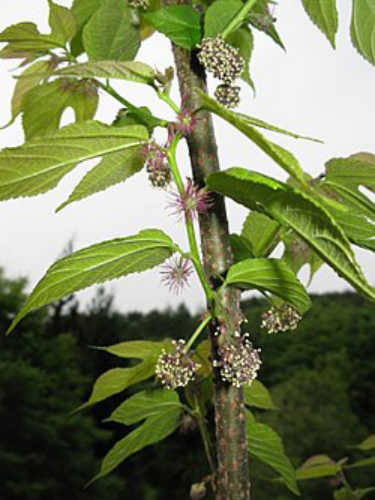 试论《山海经》迷谷之描述最接近为吊钟花属灯笼树