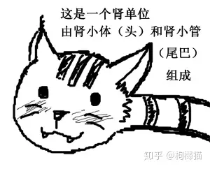 为什么很多猫咪会死于尿毒症 哔哩哔哩