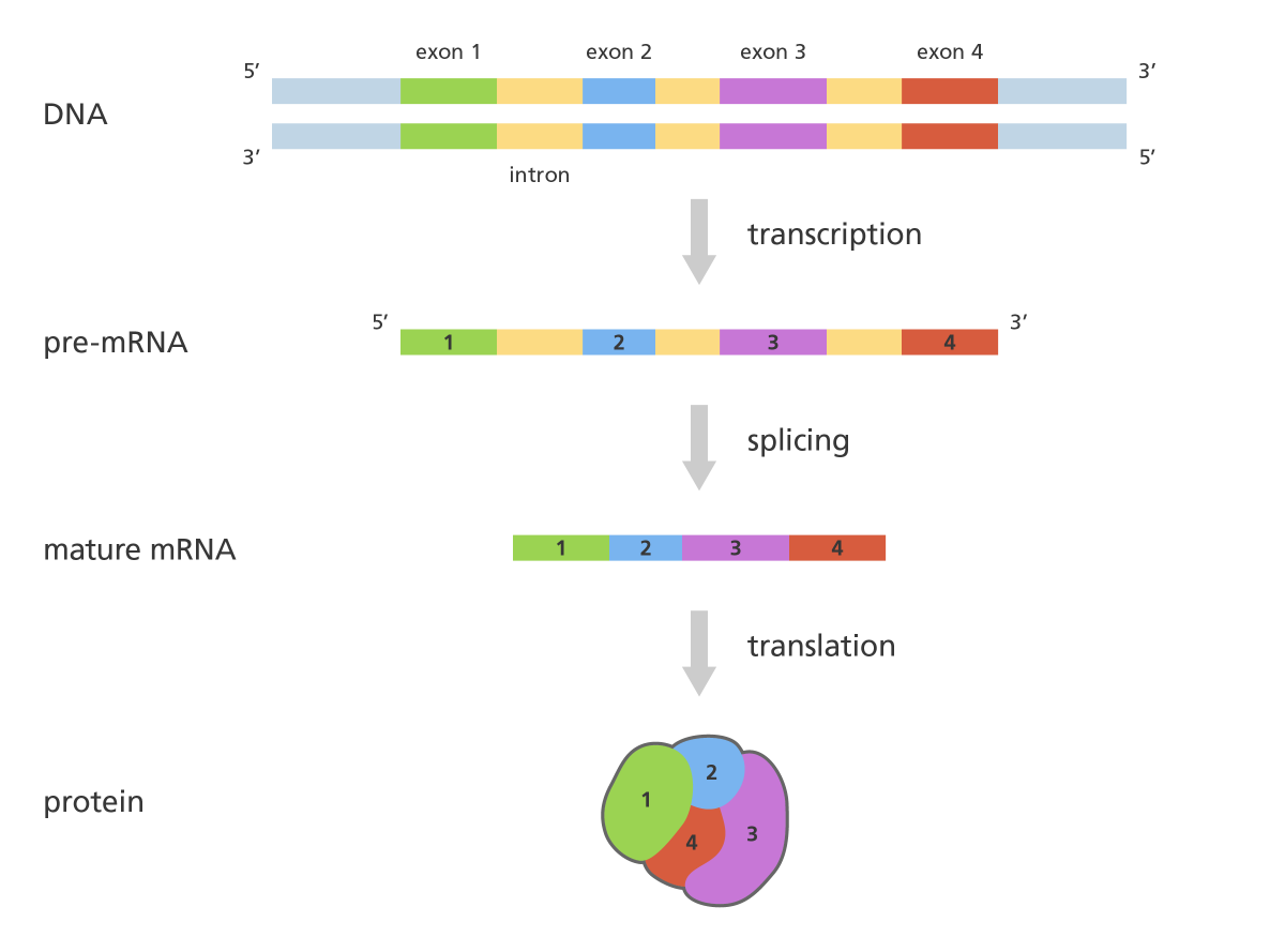 rna