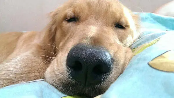 为什么狗狗一天到晚都在睡觉 导致狗狗睡眠时间长的原因有哪些 哔哩哔哩