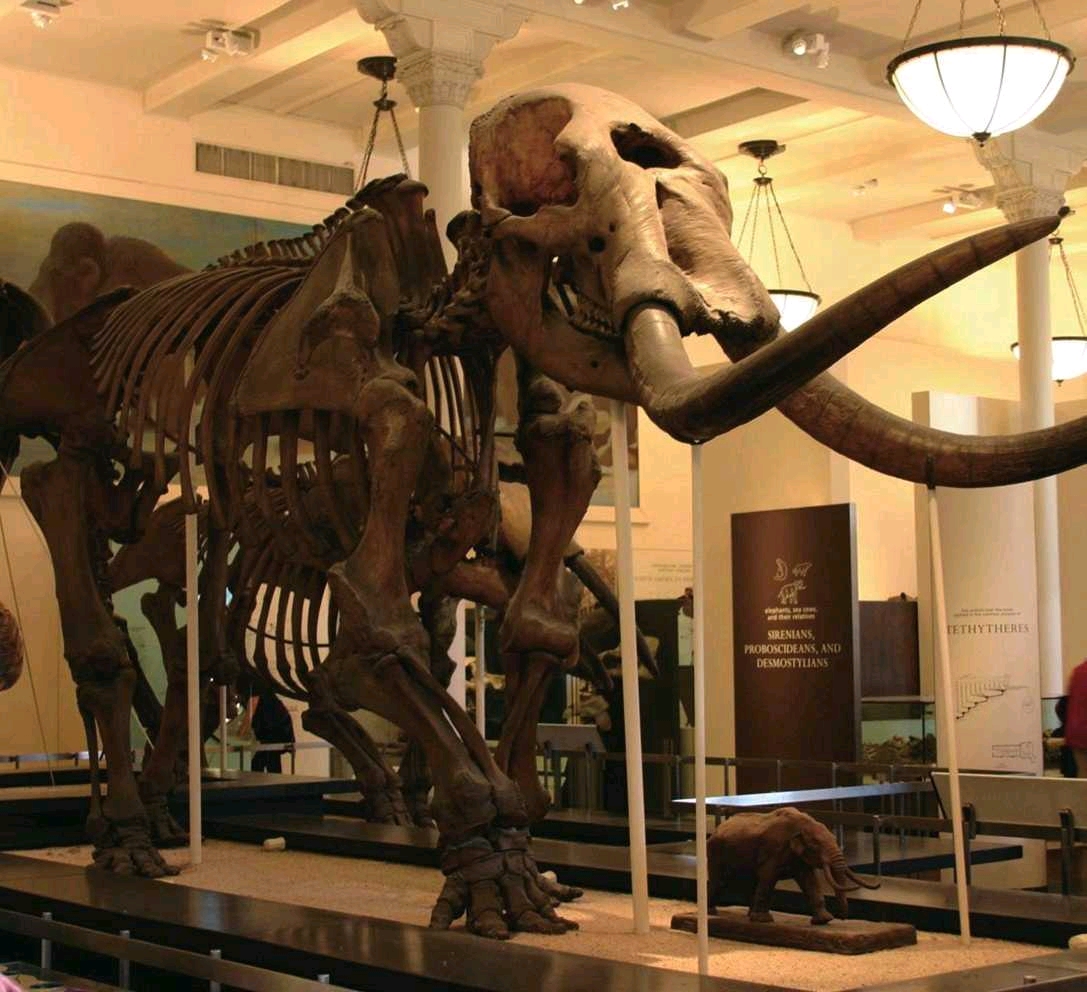 象类的演化主干,进化成后来的嵌齿象类,铲齿象类,剑齿象类及非洲象