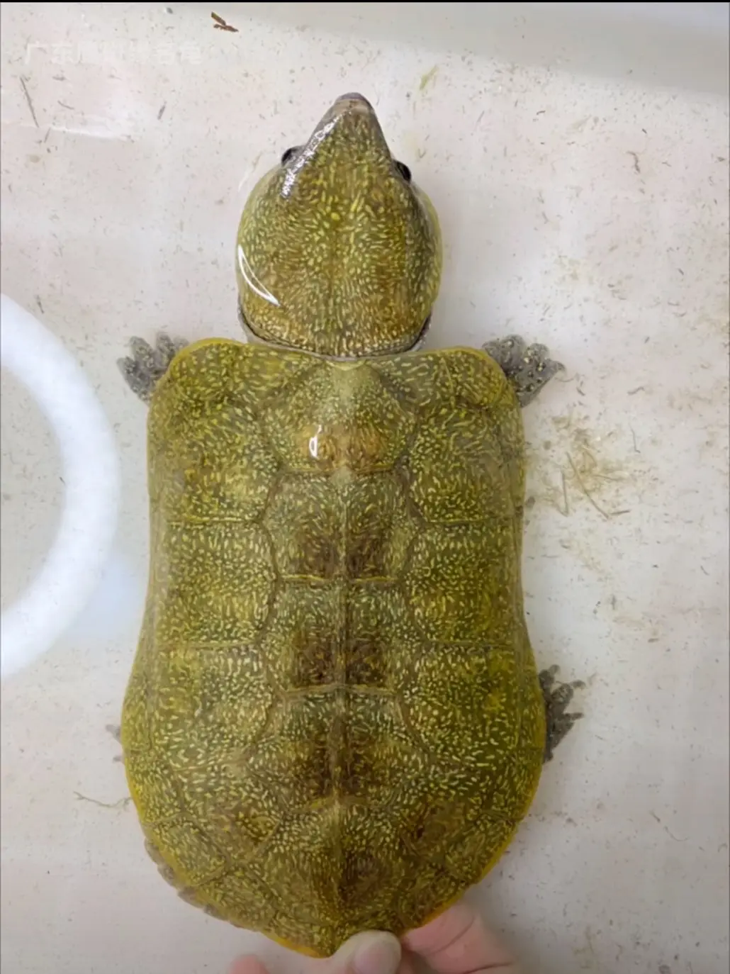 鹰嘴龟的简单介绍和饲养经验(写给新手玩家)