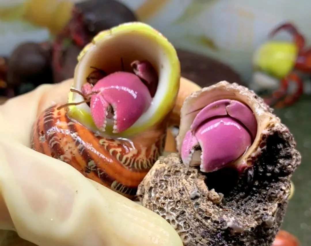 寄居蟹品种简单分辨7:短腕寄居蟹