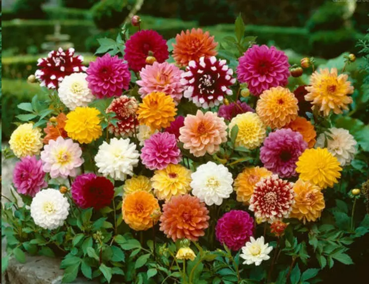 蓝妖 春天适合种哪些球根花卉 这里全部罗列了 哔哩哔哩