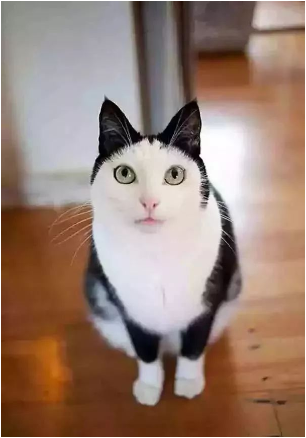 24只长相特殊的喵星人