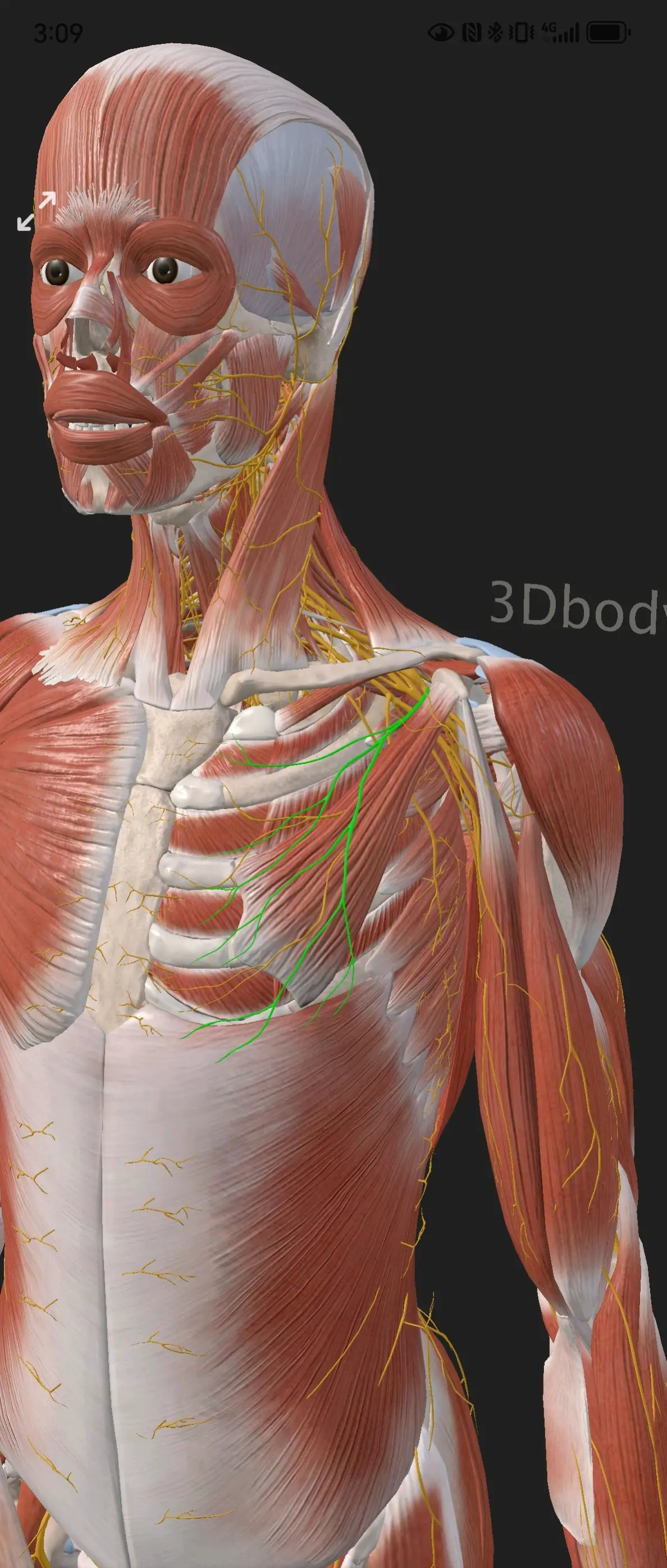 穿行锁胸筋膜,支配胸大肌,胸小肌.