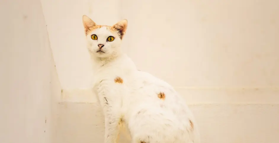 猫公主的野望 哔哩哔哩