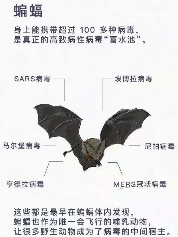 要你命的病毒携带者 今天你食用了吗 哔哩哔哩