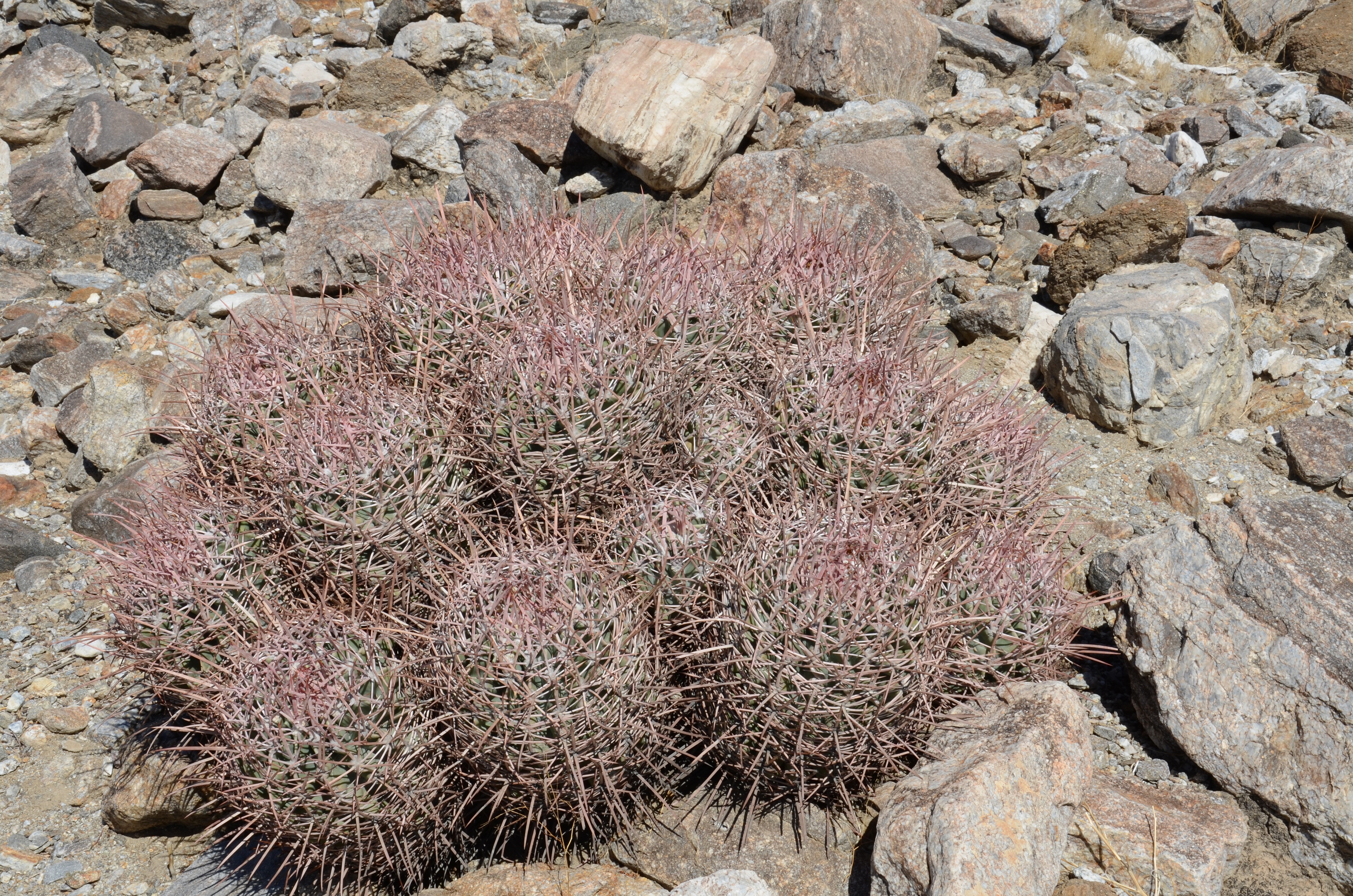 大龙冠的分布地考察