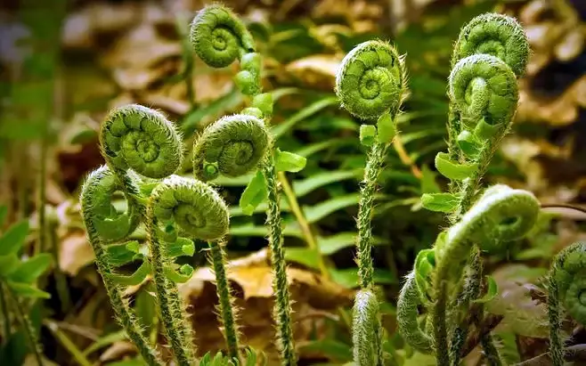 最不起眼的"森林之王"发家史——《萌孢物语》 - 哔哩哔哩