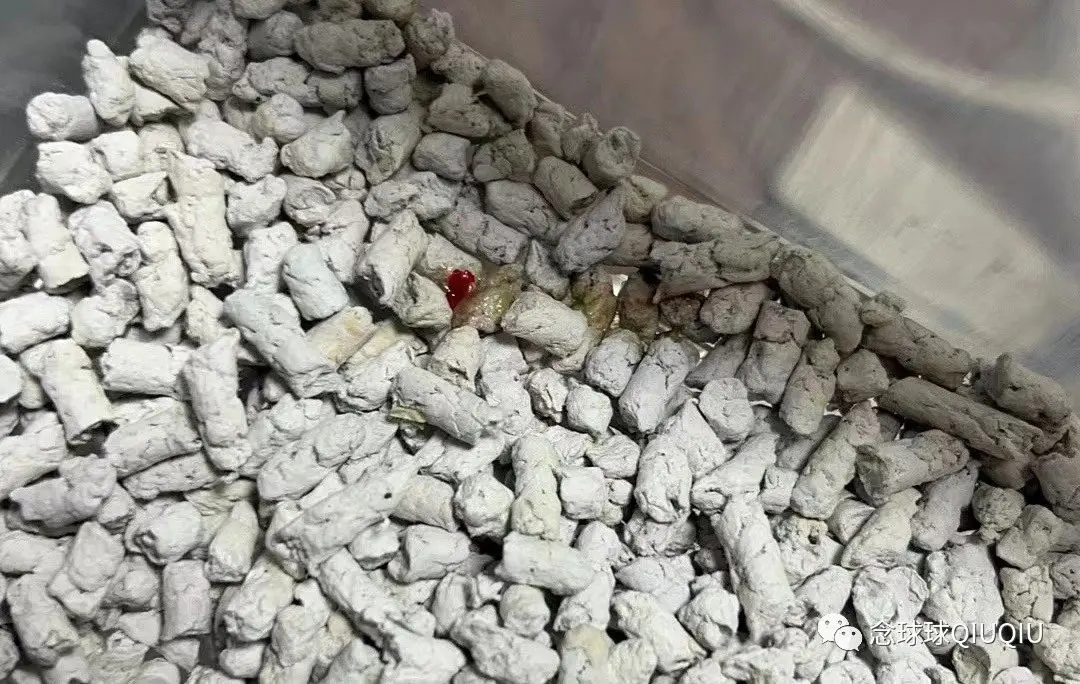 猪鼻蛇常见病防治笔记